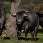 Toros de Victorino Martín para la feria de Dax 2017