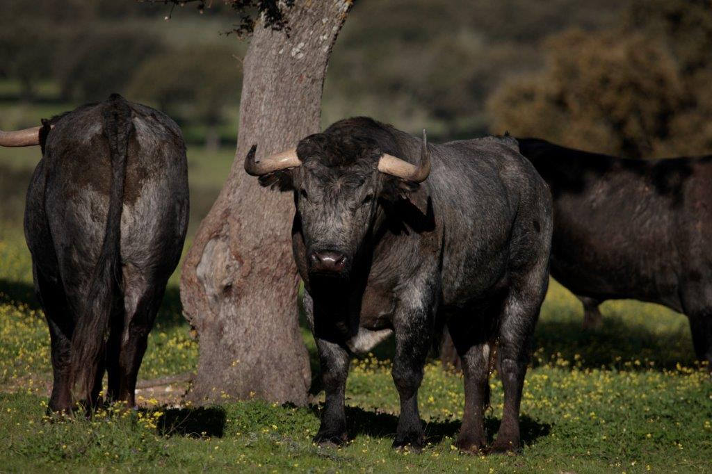 Toros de Victorino Martín para la feria de Dax 2017