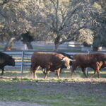 Toros de Domingo Hernández para la feria de Dax 2017