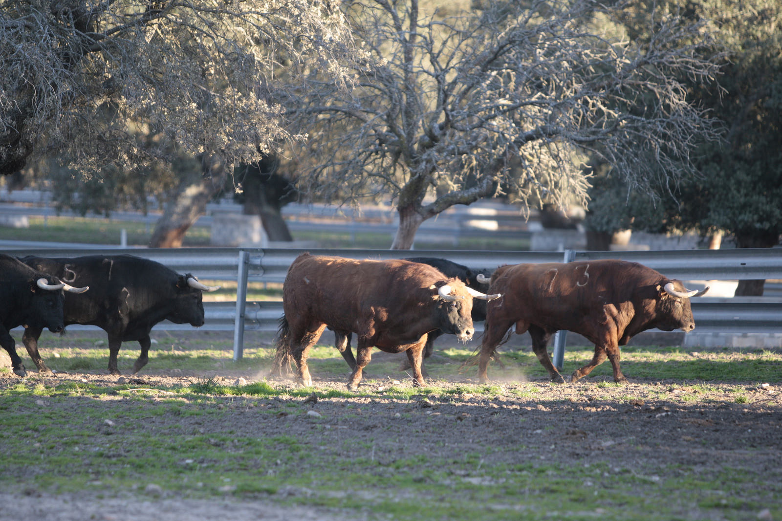 Toros de Domingo Hernández para la feria de Dax 2017