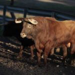 Toros de Domingo Hernández para la feria de Dax 2017