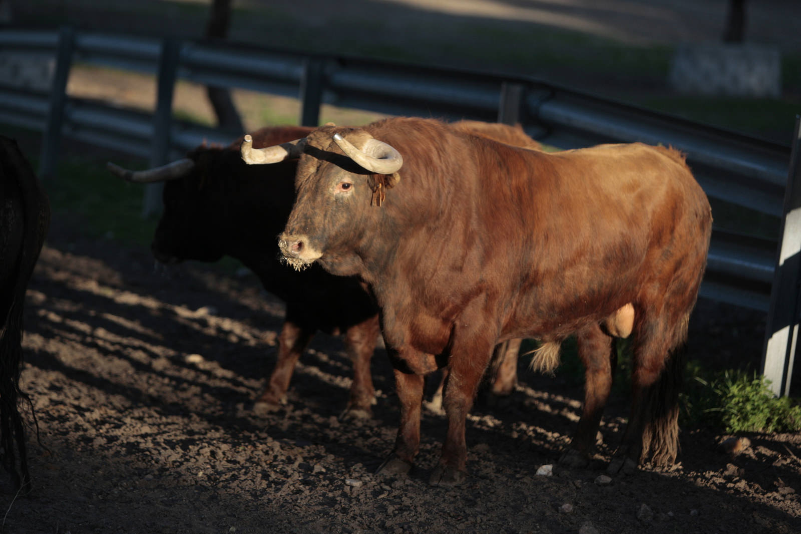 Toros de Domingo Hernández para la feria de Dax 2017