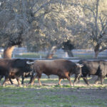 Toros de Domingo Hernández para la feria de Dax 2017