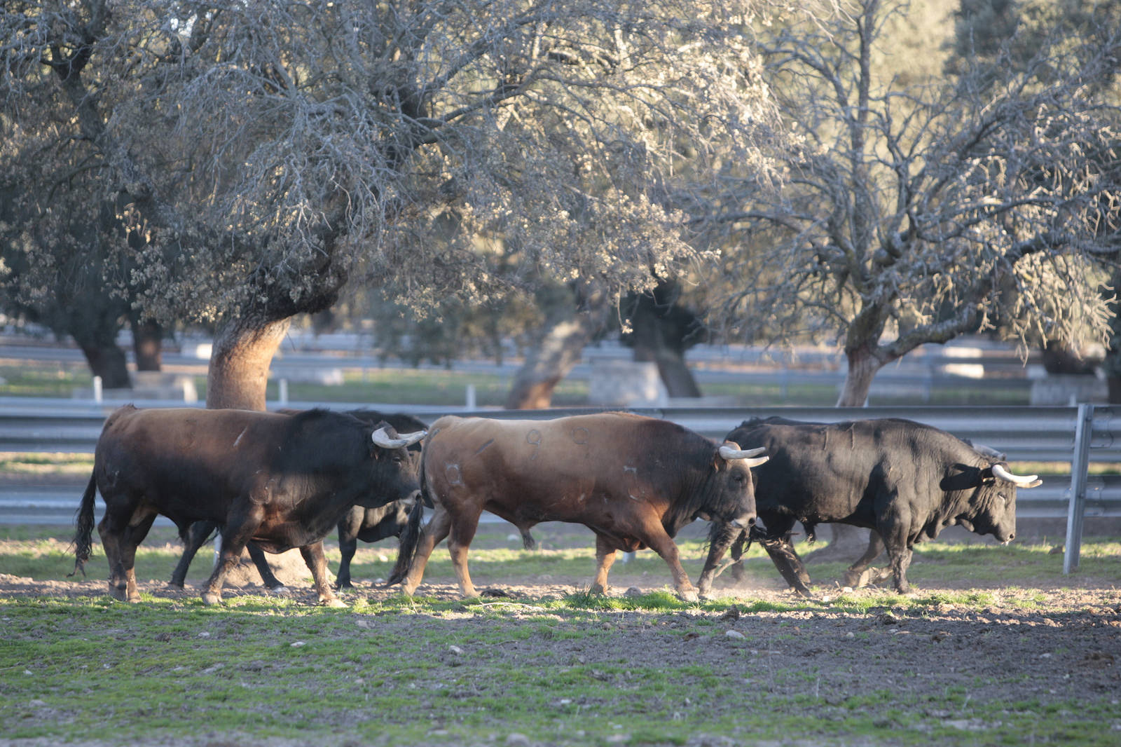 Toros de Domingo Hernández para la feria de Dax 2017