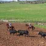 Toros de Núñez del Cuvillo para la feria de Dax 2017