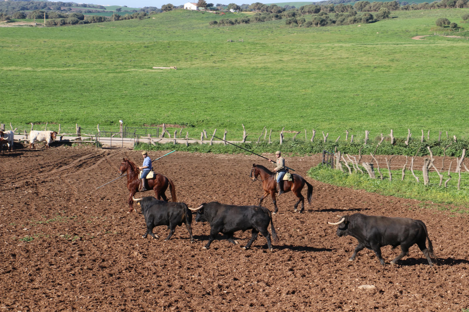 Toros de Núñez del Cuvillo para la feria de Dax 2017
