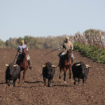 Toros de Núñez del Cuvillo para la feria de Dax 2017