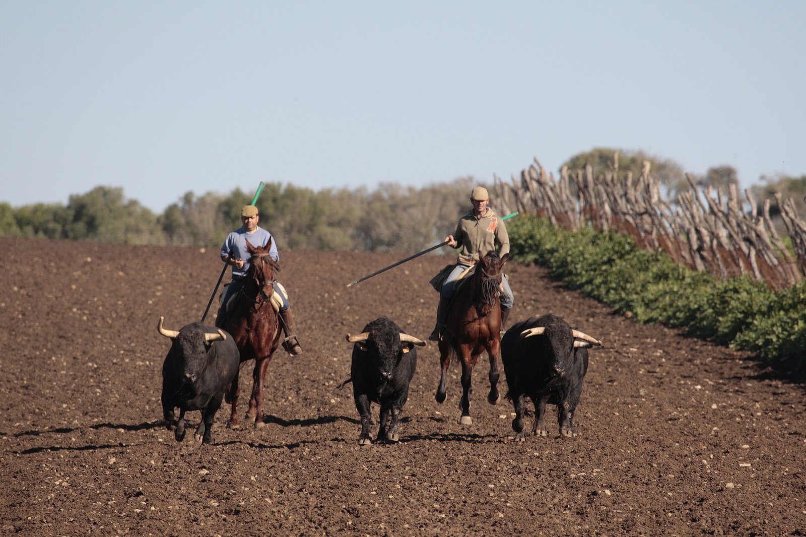 Toros de Núñez del Cuvillo para la feria de Dax 2017