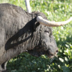 Toros de Núñez del Cuvillo para la feria de Dax 2017