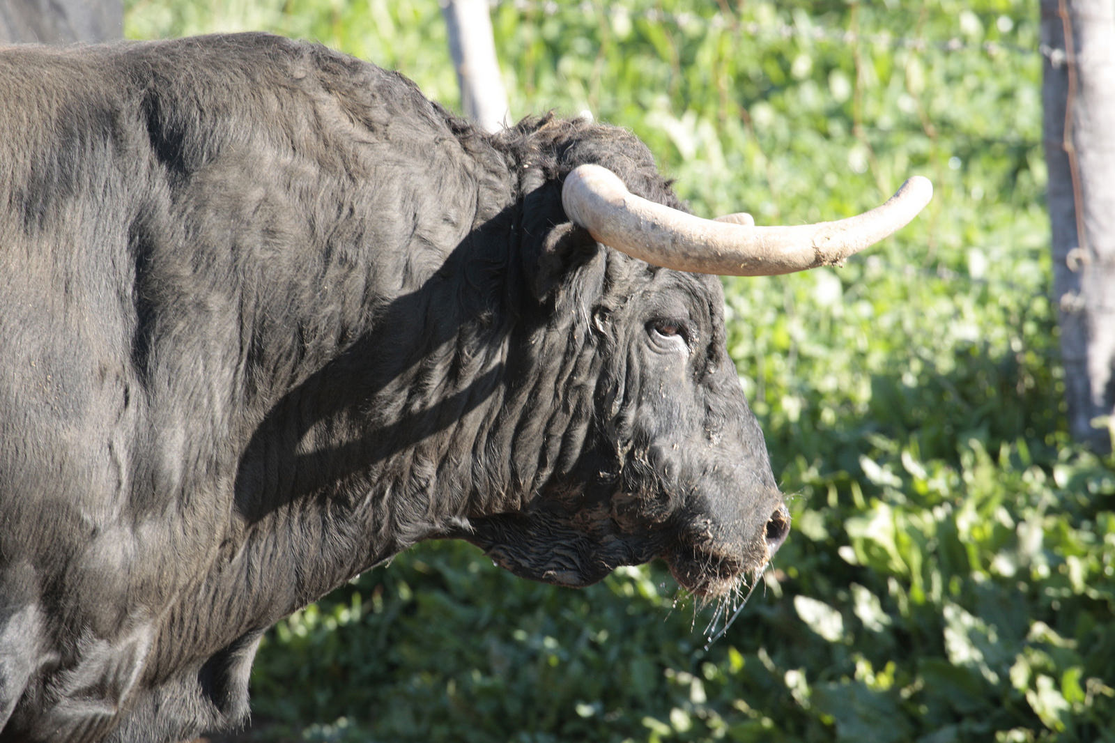 Toros de Núñez del Cuvillo para la feria de Dax 2017