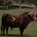 Toros de Pedraza de Yeltes para la feria de Dax 2017