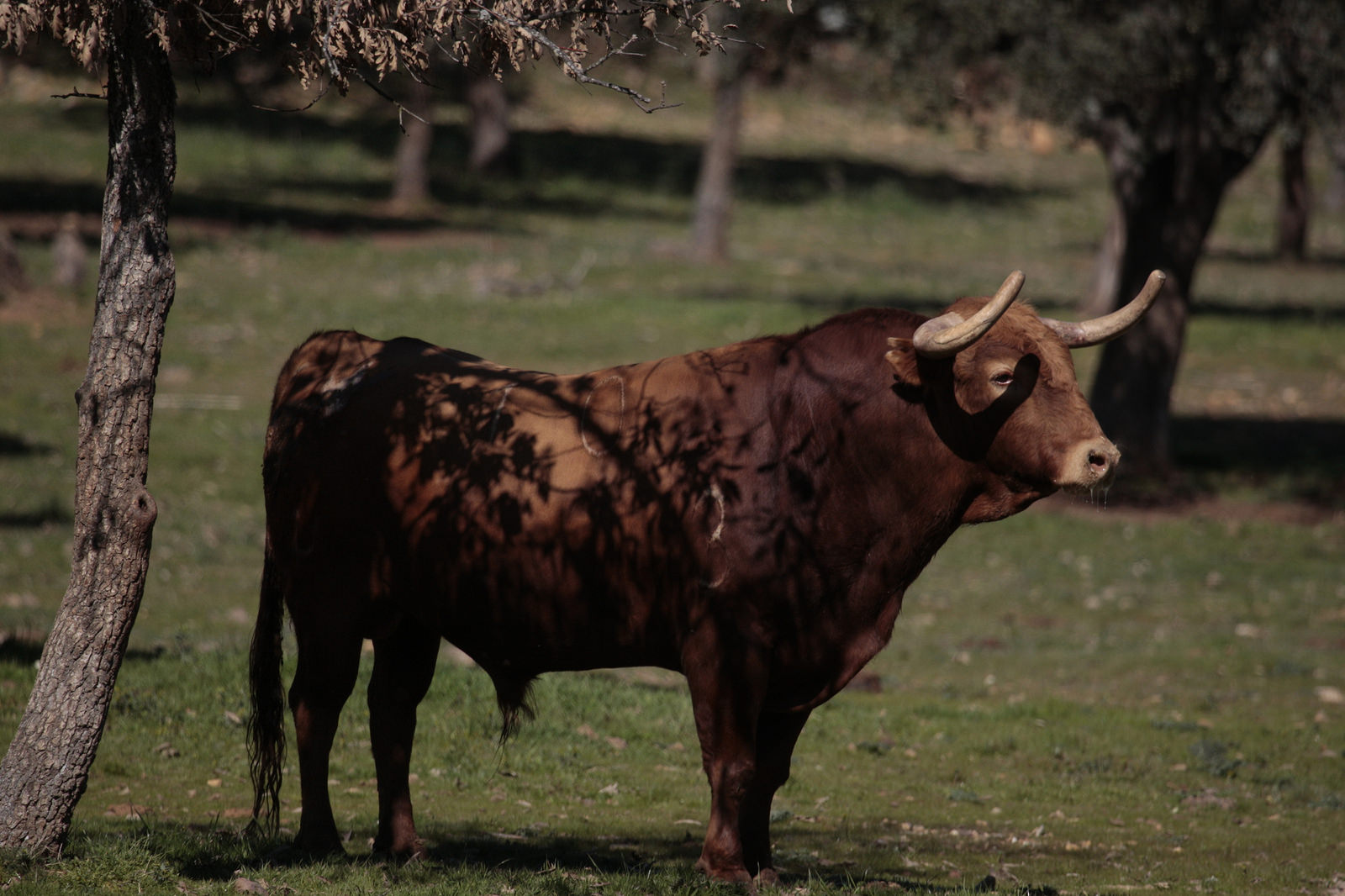 Toros de Pedraza de Yeltes para la feria de Dax 2017