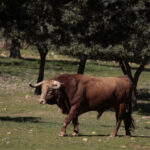 Toros de Pedraza de Yeltes para la feria de Dax 2017