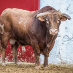 Viernes, 17 de marzo. Toros de Núñez del Cuvillo para la Feria de Fallas 2017.