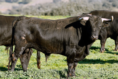 Pareja y entipada novillada de El Parralejo para las Fallas
