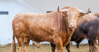 Pasmoso, de Domingo Hernández, cierra las Fallas...