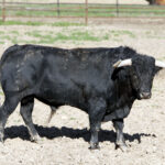 Los toros de Fuente Ymbro para la Feria de Abril de Sevilla 2017
