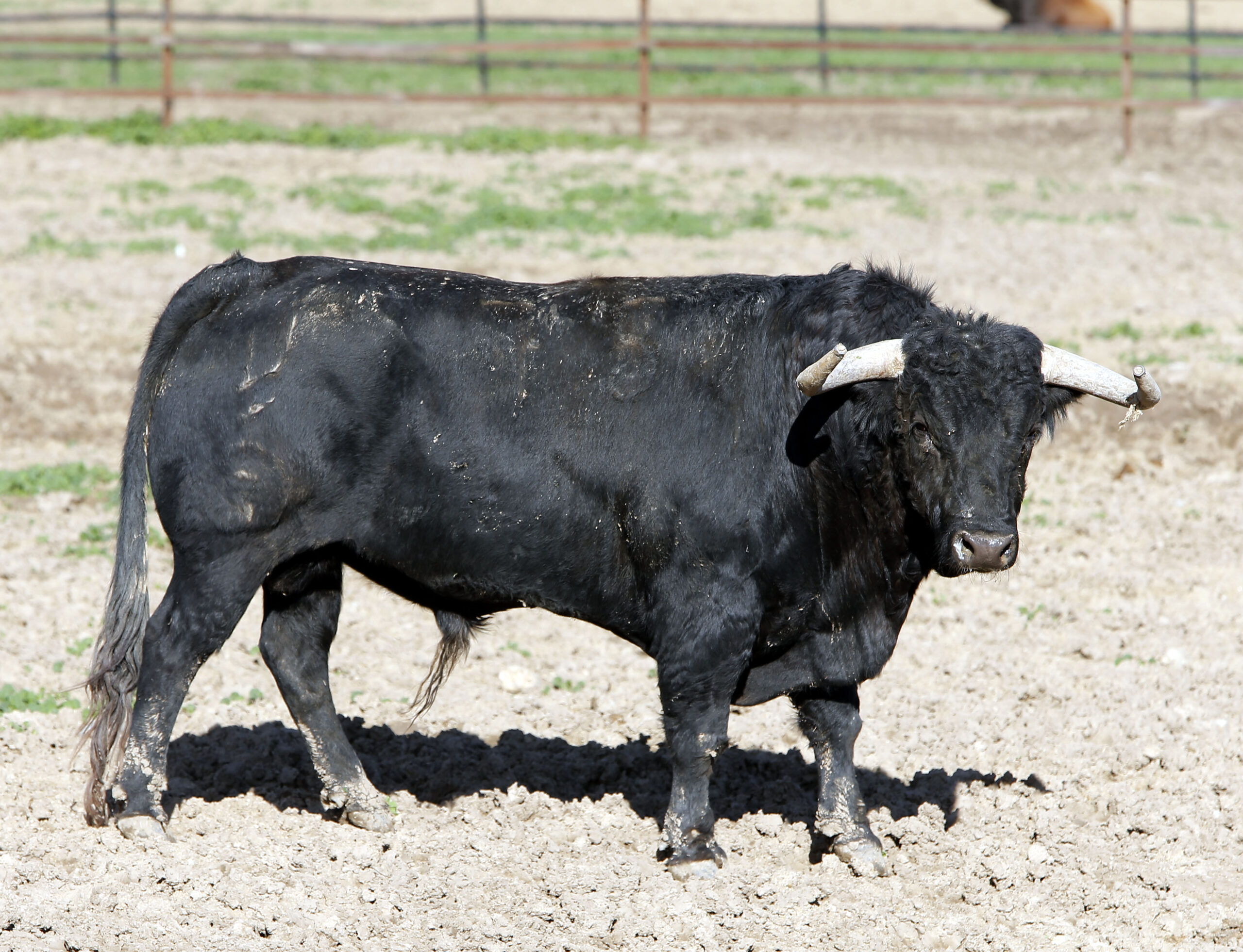 Los toros de Fuente Ymbro para la Feria de Abril de Sevilla 2017