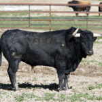 Los toros de Fuente Ymbro para la Feria de Abril de Sevilla 2017