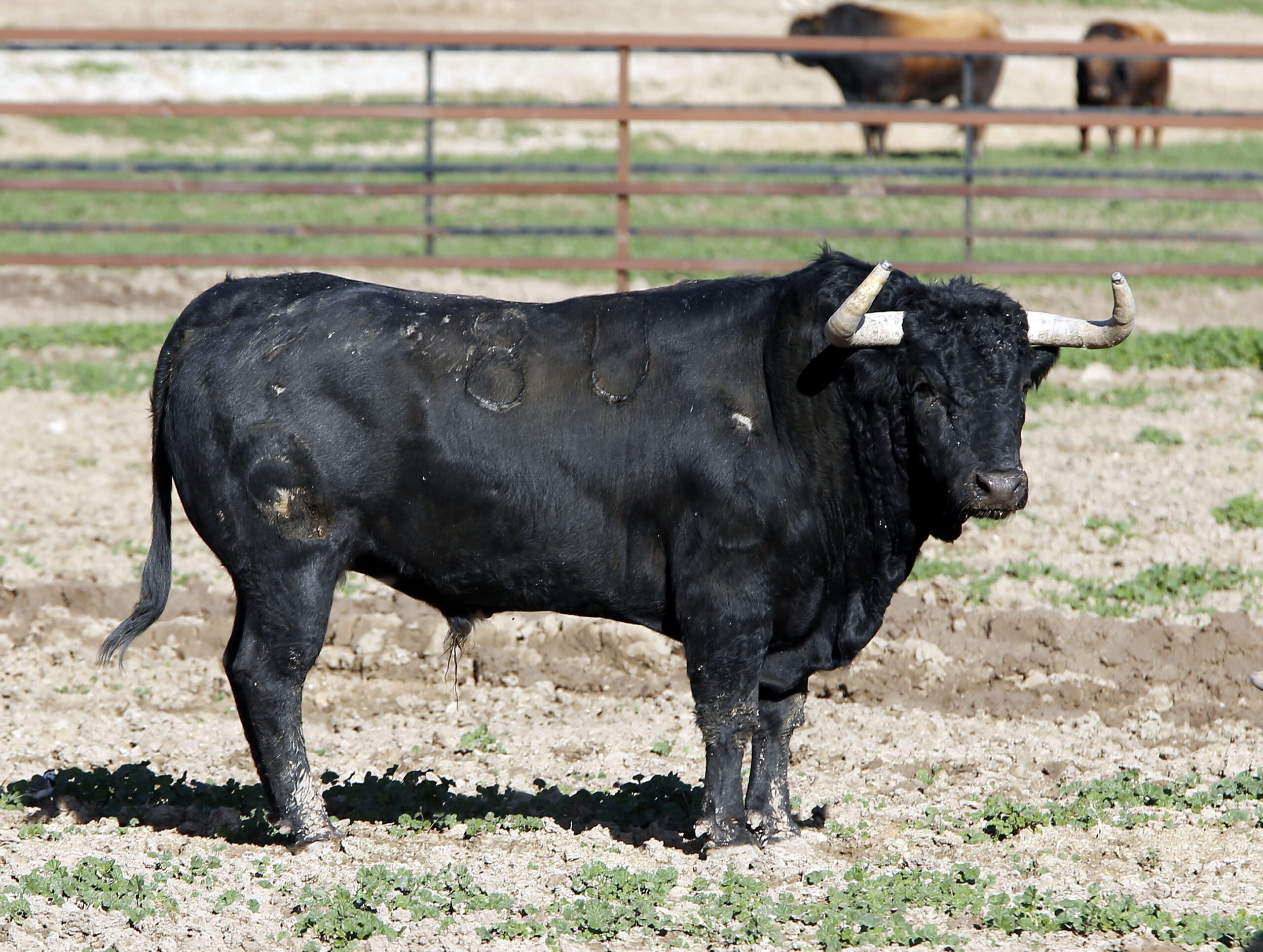 Los toros de Fuente Ymbro para la Feria de Abril de Sevilla 2017