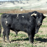 Los toros de Fuente Ymbro para la Feria de Abril de Sevilla 2017