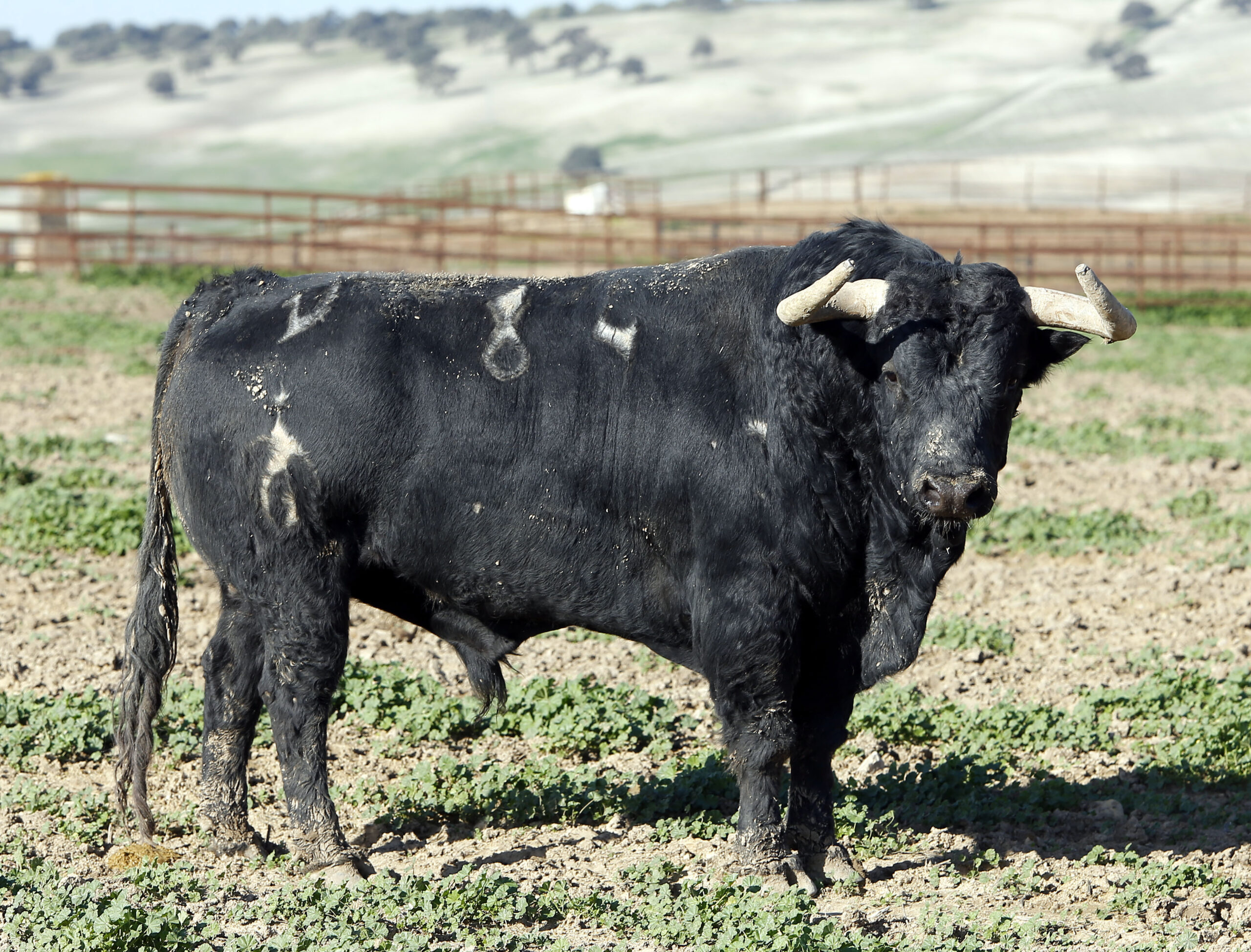 Los toros de Fuente Ymbro para la Feria de Abril de Sevilla 2017