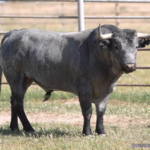 Correlindes, número 11, guarismo 2013