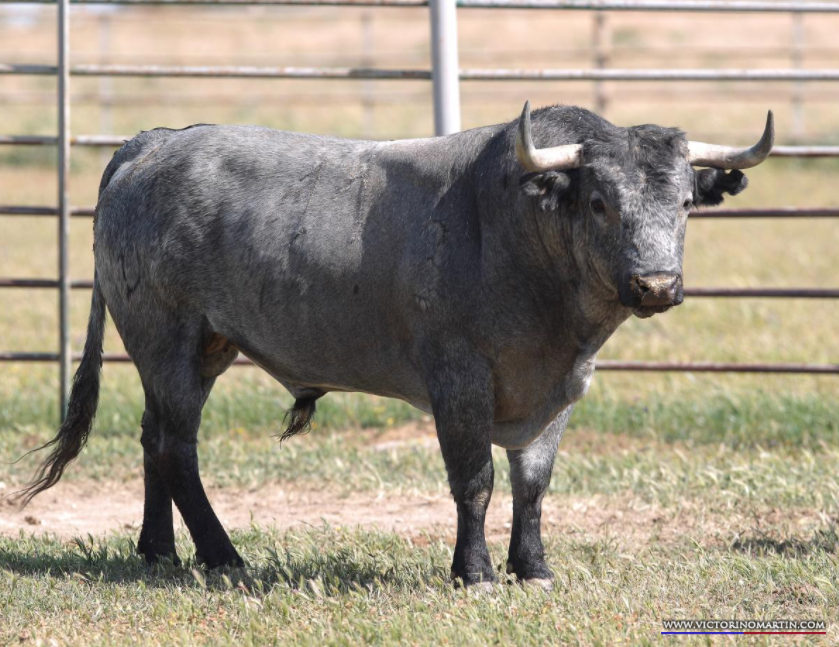 Correlindes, número 11, guarismo 2013