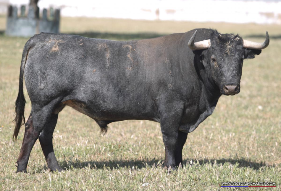 Migrañito, número 73, guarismo 2013