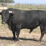 Platino, número 13, guarismo 2013