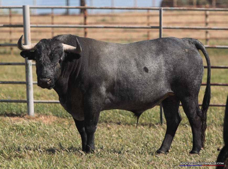 Vencejo, número 82, guarismo 2013