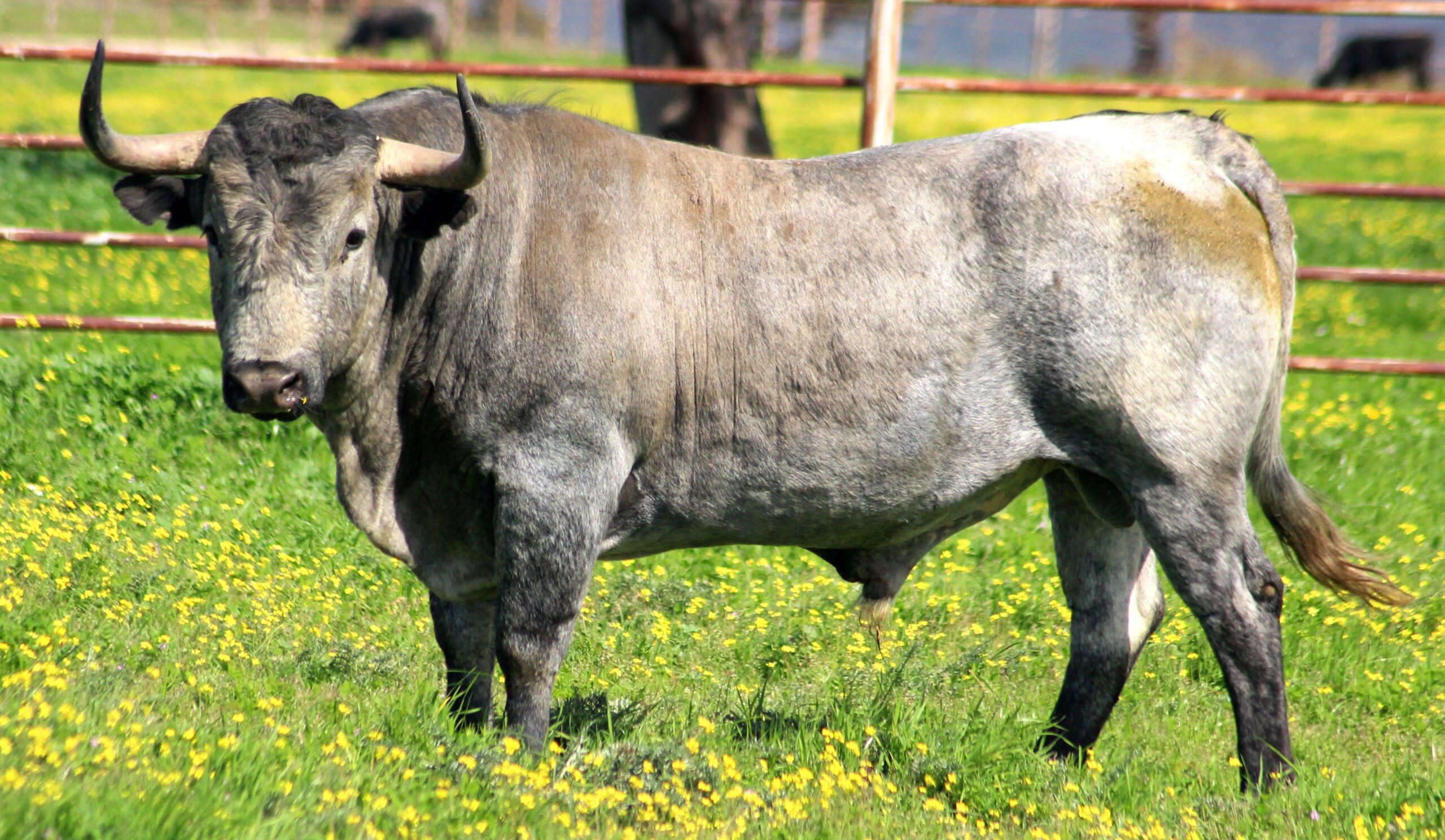 Los victorinos para el Domingo de Ramos en Las Ventas