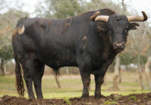 Miralto, nº 19, abre plaza hoy en Arles.