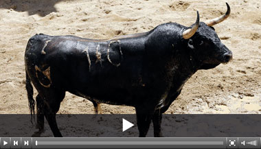 Sombrerero, de Núñez del Cuvillo, abre plaza en Sevilla