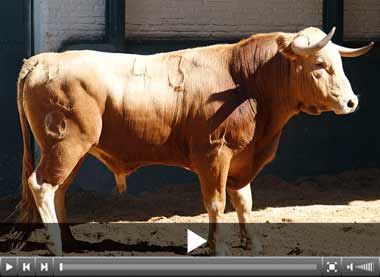 Seis novillos de Dolores Aguirre para esta tarde en Madrid
