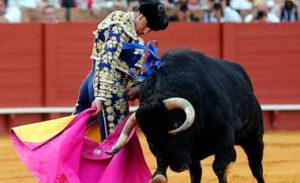 "Ilusión", embistiendo al capote de El Fandi.