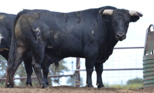 Uno de los novillos de Hnos. Sánchez de León para la final del IV Alfarero de Plata.