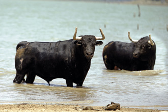 "Mi vida es el toro de Gavira"