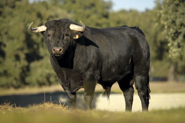 Sangre murube, carácter Capea