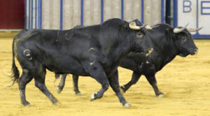 Dos toros de Julio de la Puerta en la desencajonada.