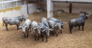 Los toros de Adolfo Martín, en los corrales de la plaza de Teruel.