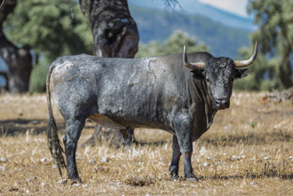 Ceret, la religión del toro