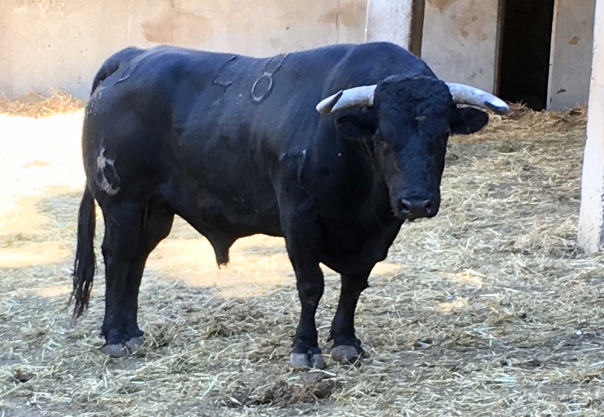 Enchiquerados los toros de Luis Algarra para la séptima de feria