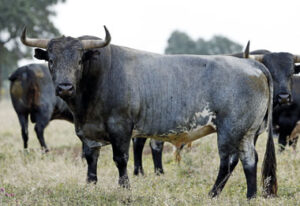 Uno de los toros de Miura reseñados para Vista Alegre.