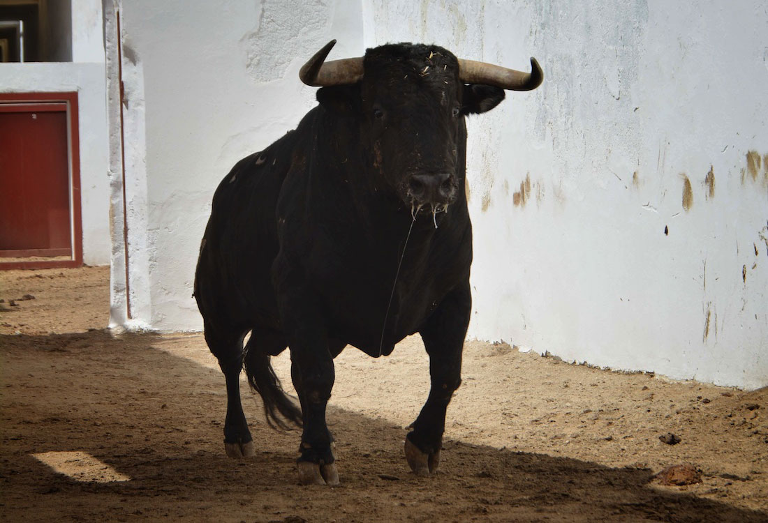 Completa la de Zalduendo para el tercer festejo en Almería