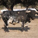 Toros de Murteira Grave para Úbeda. Sábado, 30 de septiembre de 2017