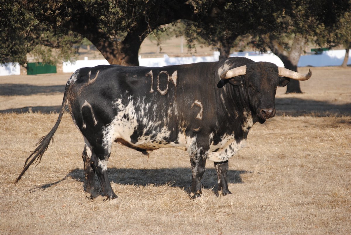 Toros de Murteira Grave para Úbeda. Sábado, 30 de septiembre de 2017