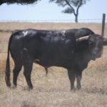 Toros de Murteira Grave para Úbeda. Sábado, 30 de septiembre de 2017