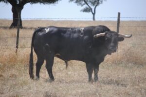 Toros de Murteira Grave para Úbeda. Sábado, 30 de septiembre de 2017