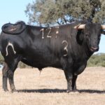 Toros de Murteira Grave para Úbeda. Sábado, 30 de septiembre de 2017